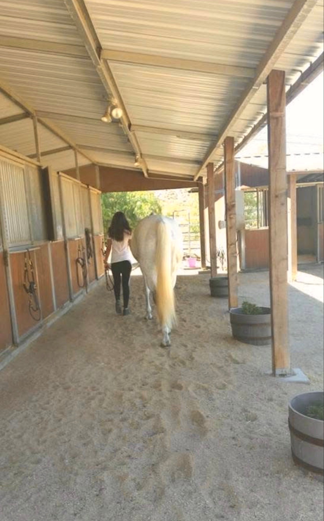 Horse walking down the barn aisle