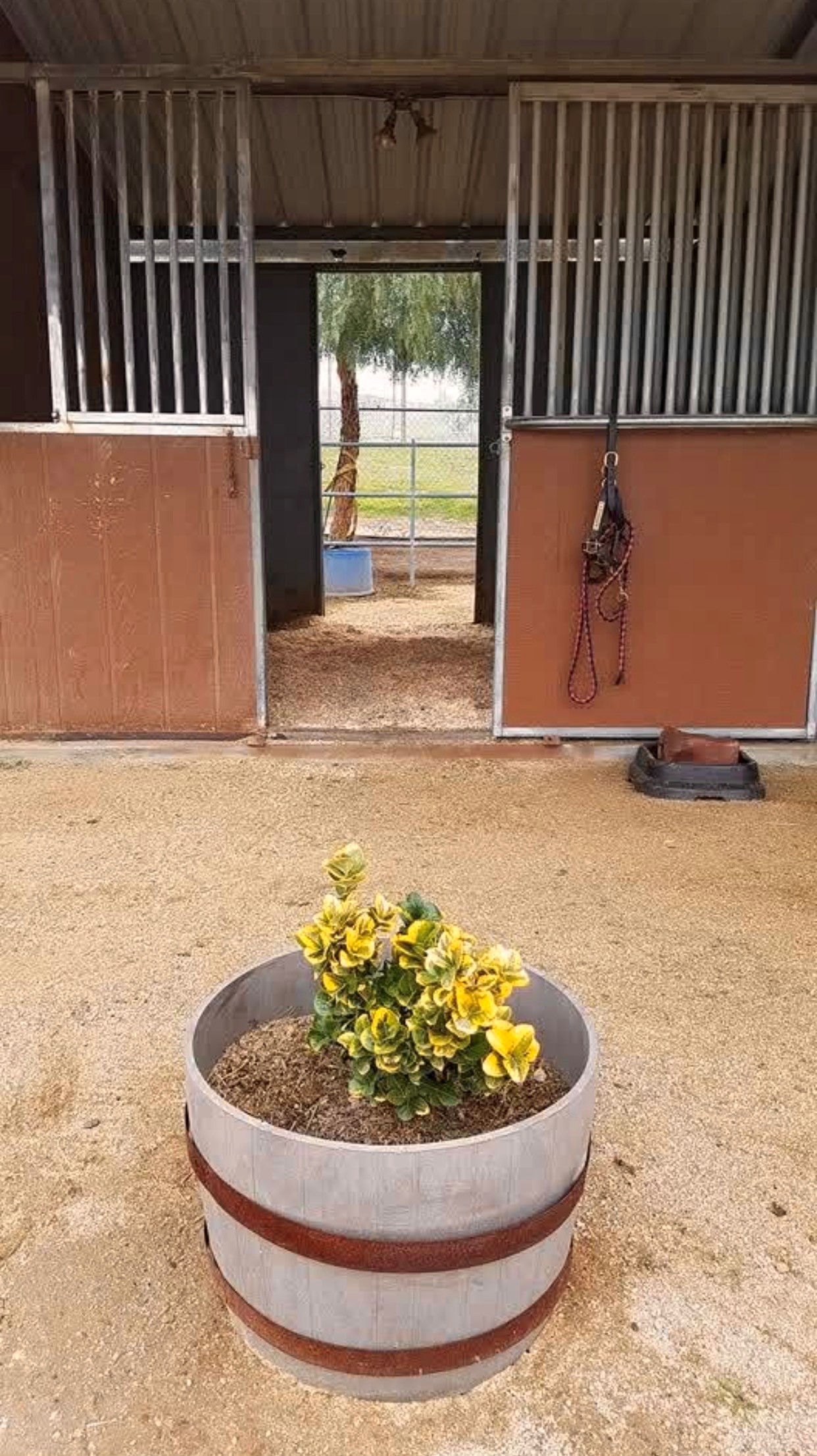 Horse in a stall