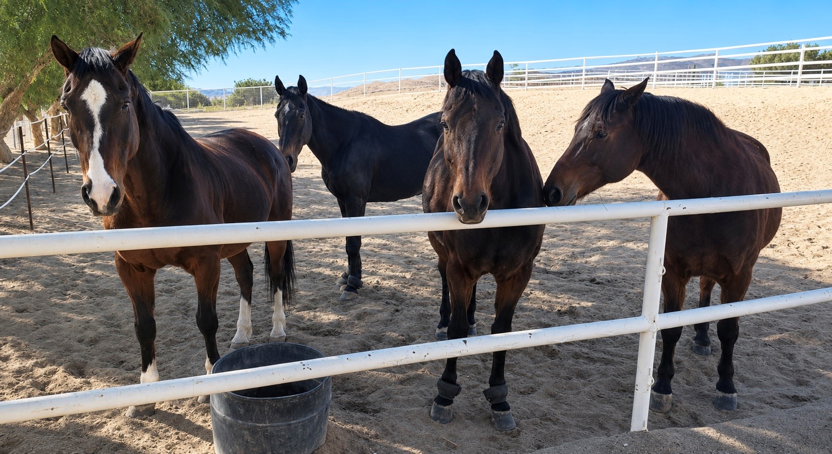Horses enjoying the property