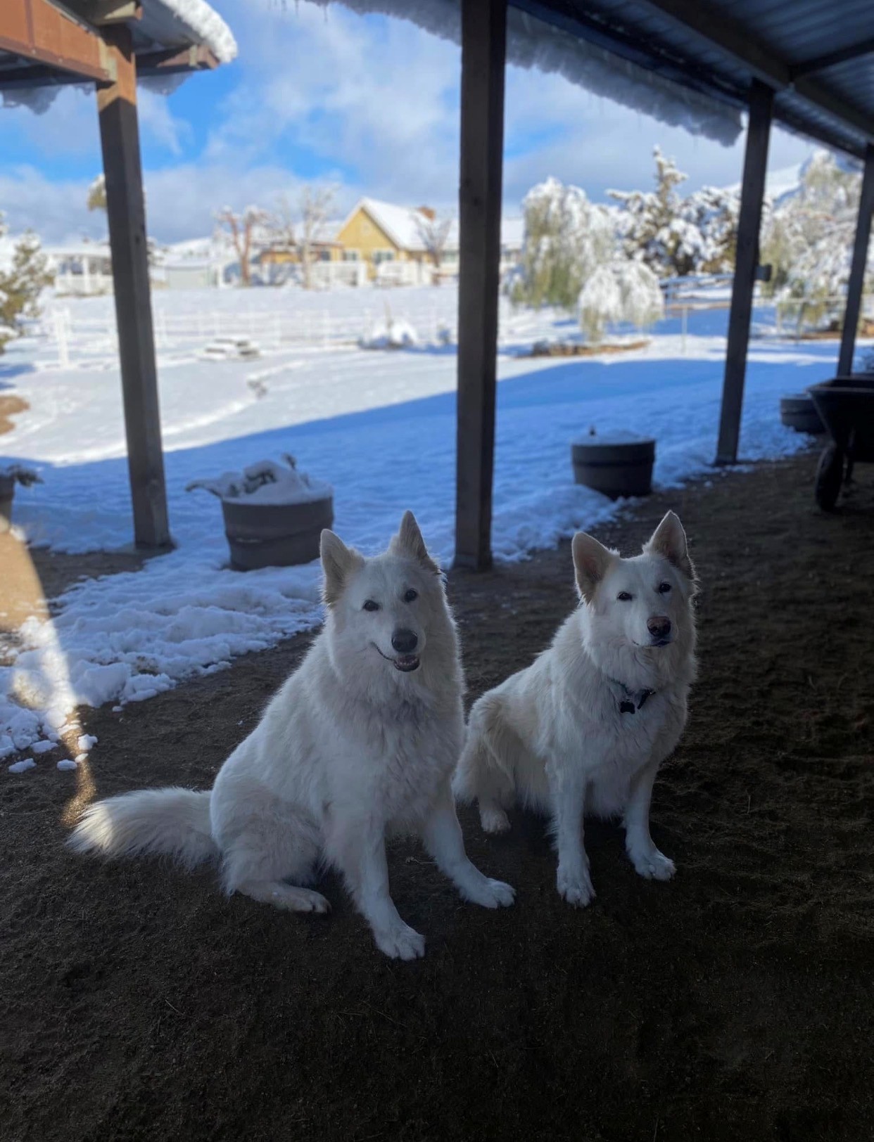 The ranch dogs in the snow