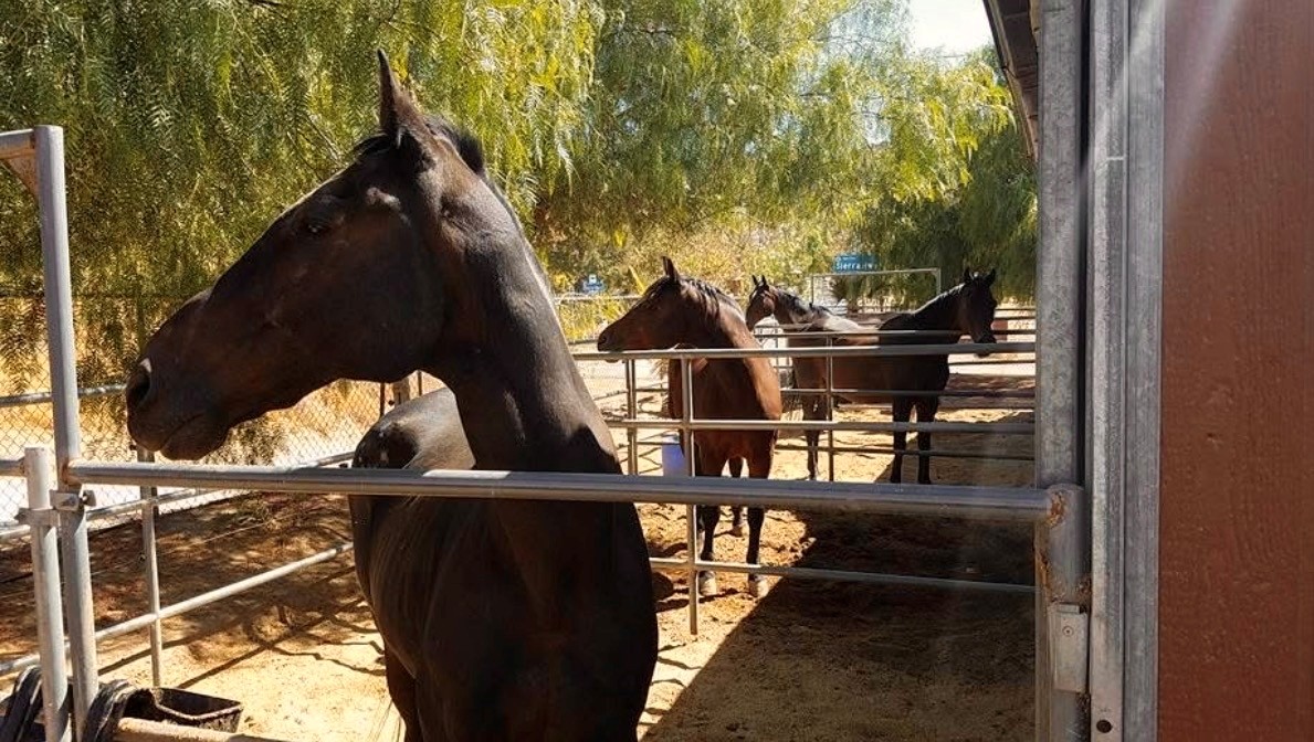 Horses gathered at the gate