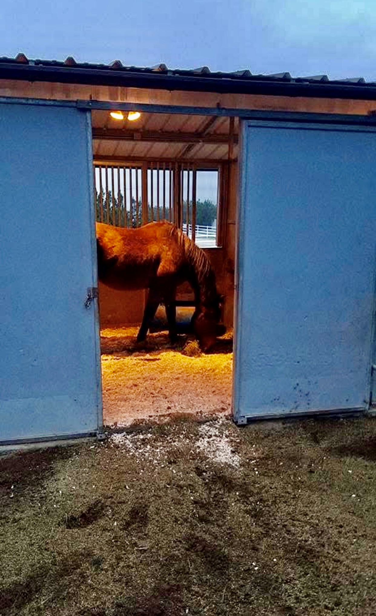 Horse in its stall at twilight