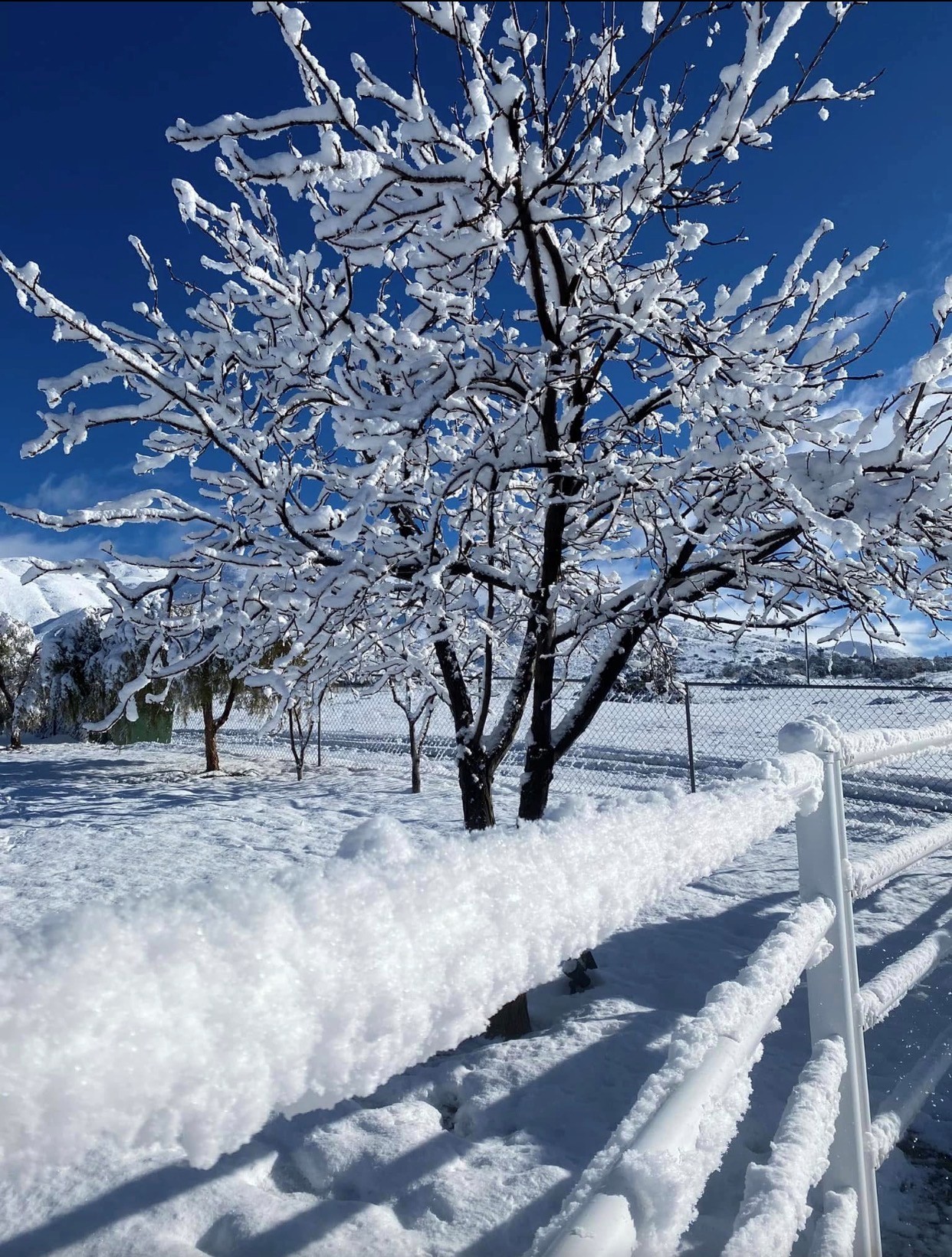Snow-covered tree and fence line in winter